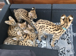 gatinhos f1 savana exóticas e serval disponível